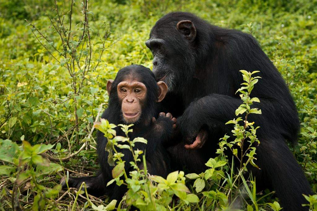 Chimpanzees