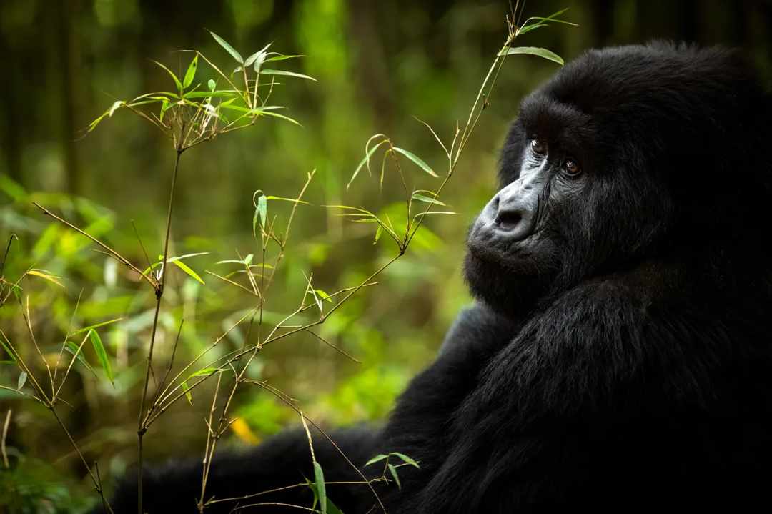 gorilla image