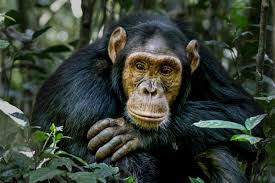 chimpanzee